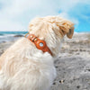 AIRTAG DOG NECKLACE  - UP TO 50% OFF LAST DAY SALE